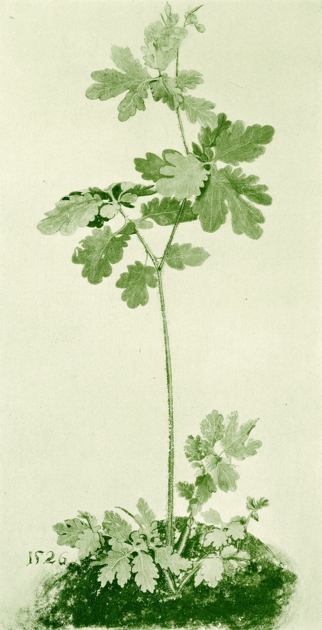 Celandine de Albrecht Dürer