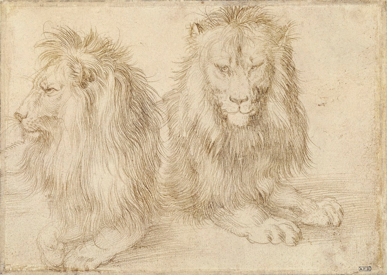 Dois leões sentados - Desenho de Albrecht Durer (1471-1528) de Albrecht Dürer