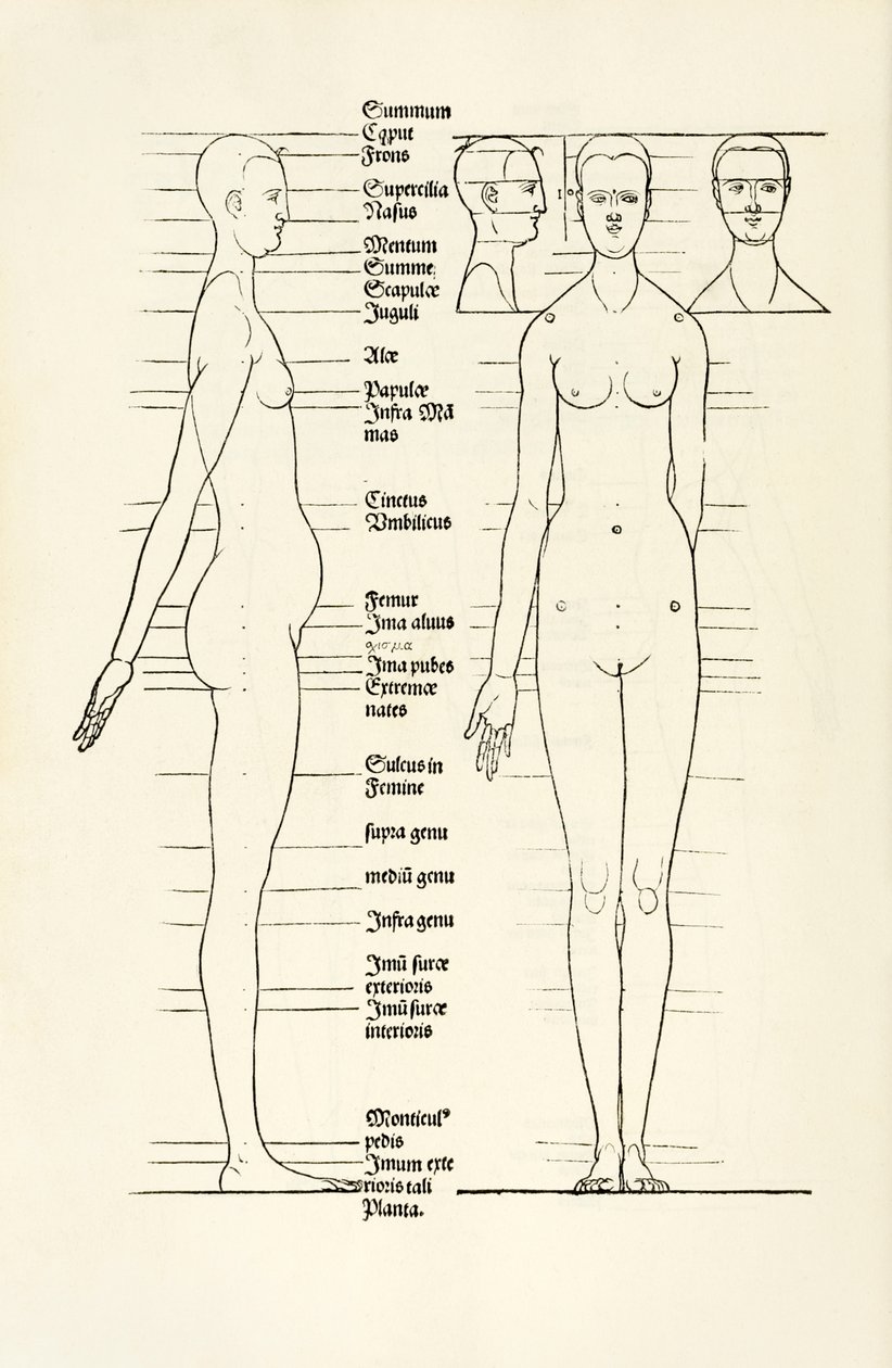 Madeira anatômica feminina de 