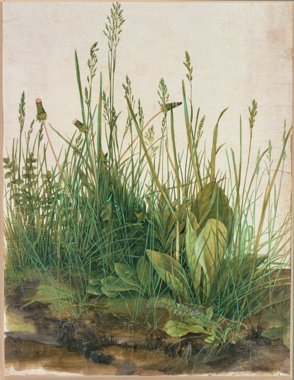 Grande tufo de turfa - Das grosse Rasenstueck de Albrecht Dürer or Duerer