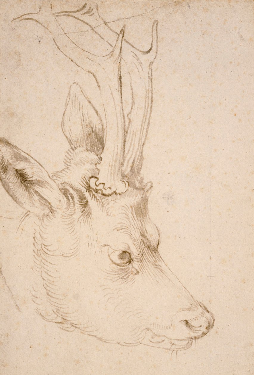 Tete de chevreuil male - Dessin de Albrecht Durer (1471-1528), vers 1503 - Cabeça de Roebuck - Caneta e pincel, tinta cinza e marrom sobre papel de Albrecht Durer (1471-1528), ca1503 - 22,8x15,3 cm - Museu de Arte Nelson-Atkins, Kansas City, Missouri de Albrecht Dürer