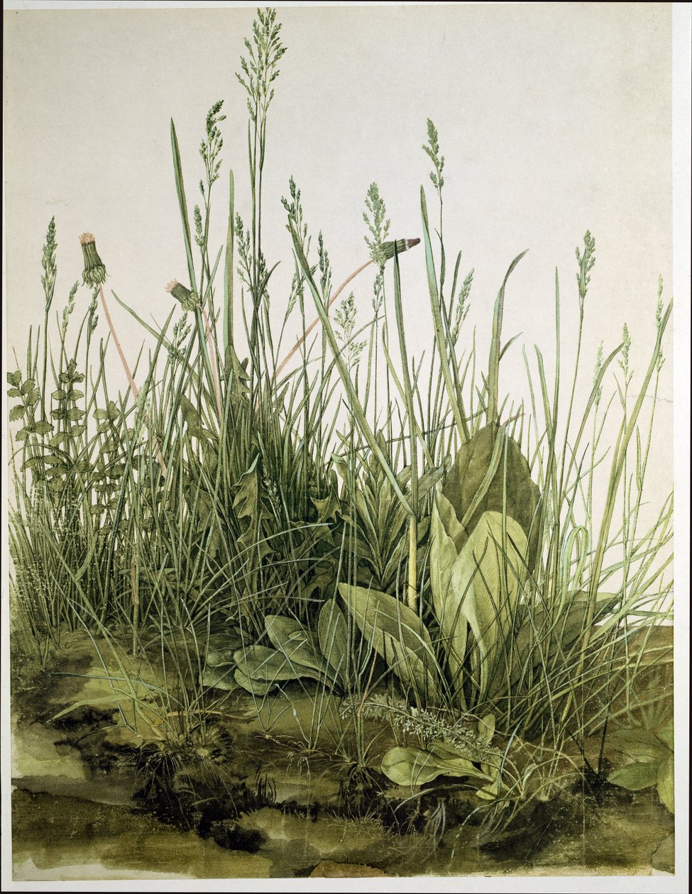 O grande pedaço de relva de Albrecht Dürer or Duerer