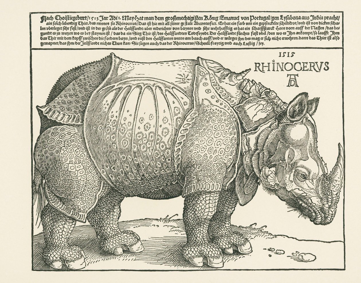 O Rinoceronte de Albrecht Dürer or Duerer