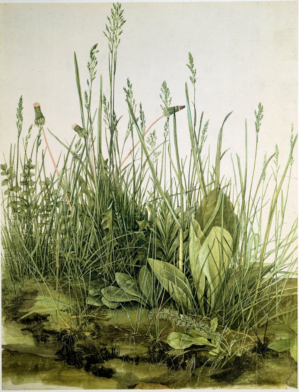 The dirt with wild herbs Watercolour by Albrecht Durer (1471-1528) 1503 Dim. 41x31,5 cm Graphics Sammlung Albertina de Albrecht Dürer