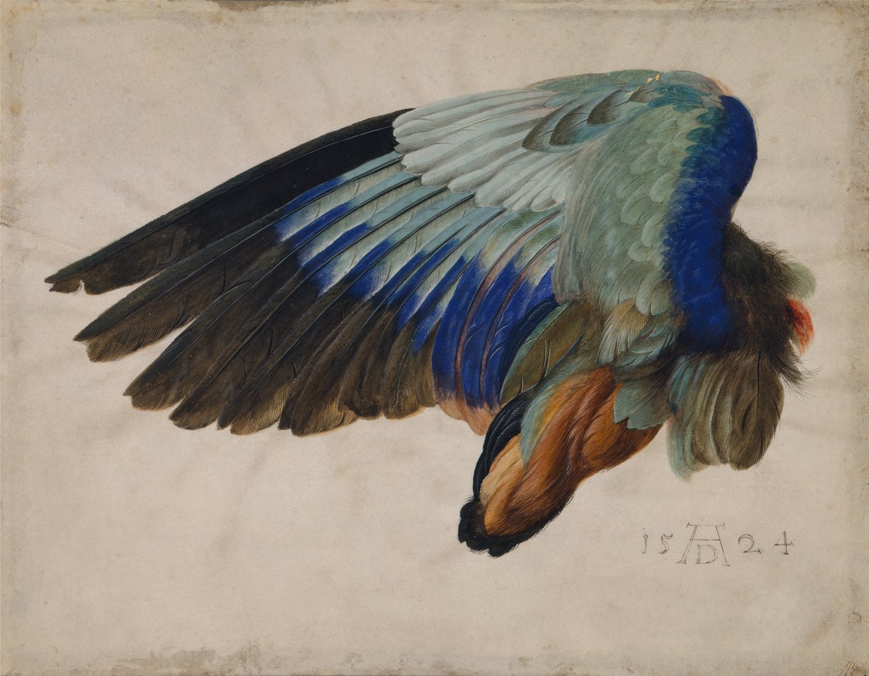 Asa de um rolo europeu de Albrecht Dürer