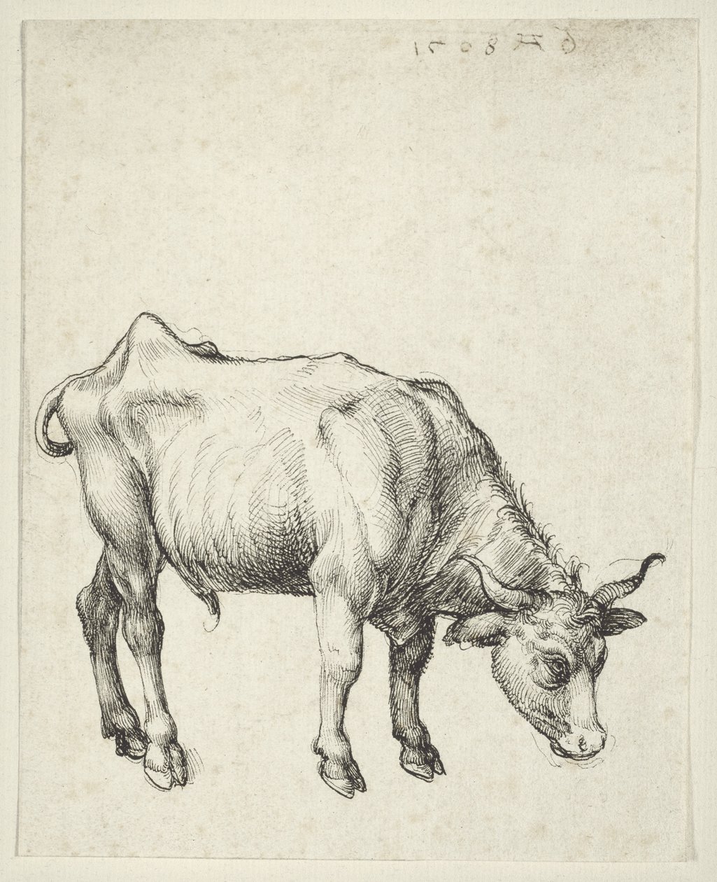 Touro jovem, c.1493 de Albrecht Dürer