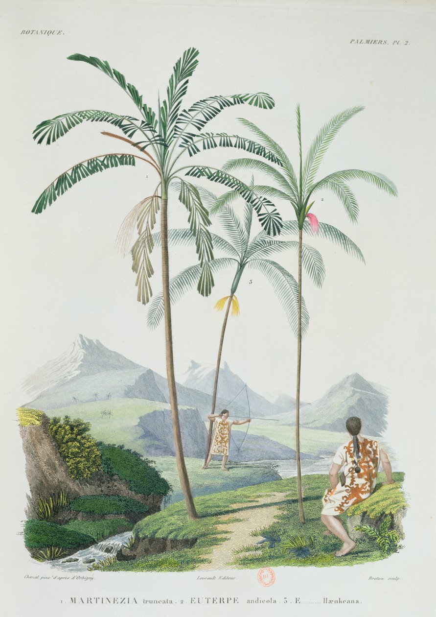 Palmeiras em uma parte montanhosa da América do Sul, de Voyage dans lmerica Meridionale pelo artista, gravado por Breton, c.1834-47 de Alcide DOrbigny
