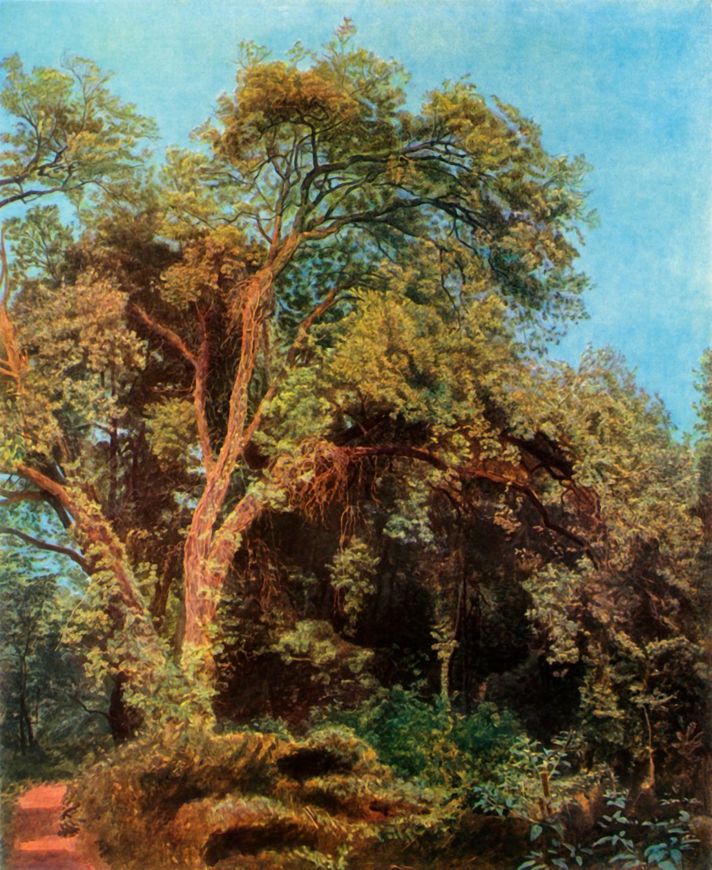 Árvore no parque, meados do século XIX, 1965. de Aleksandr Ivanov