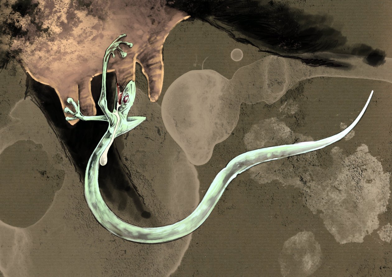 Fantásticos monstros e criaturas, criptozoologia: representação de um Tatzelworm (ou verme uma pata ou arassas) Desenho de Alessandro Lonati, 2012 de Alessandro Lonati