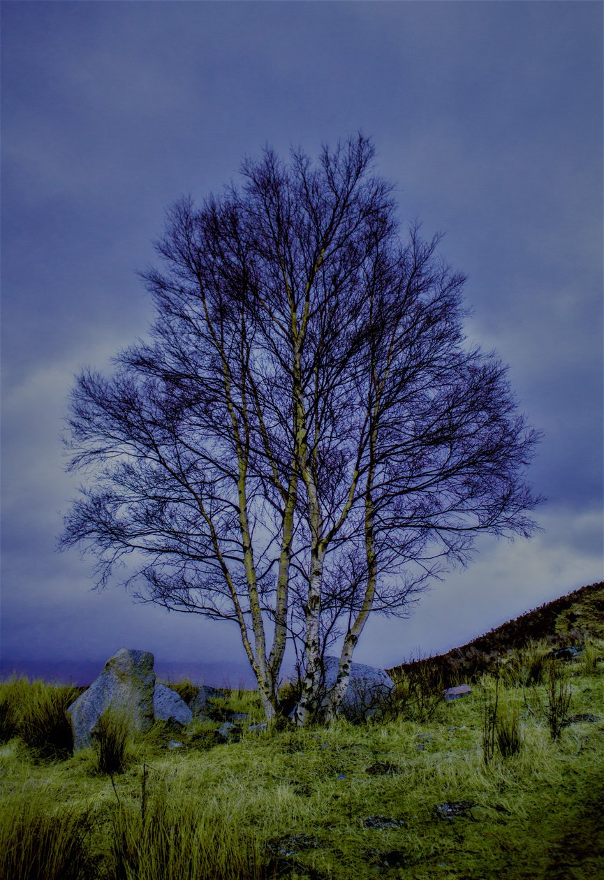 Paisagem bicolor,2019,(fotografia) de Alex Caminker
