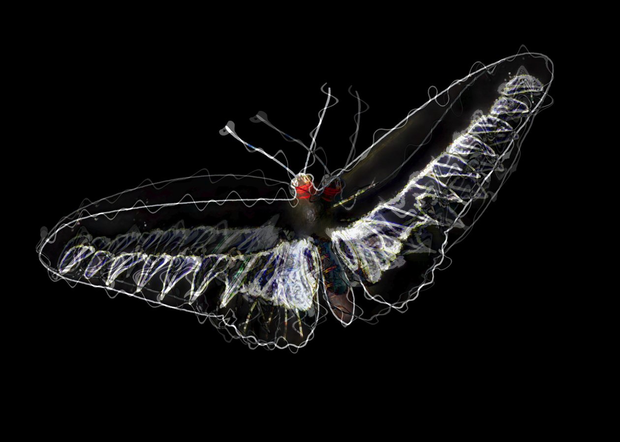 borboleta preta, 2020, (mídia mista) de Alex Caminker