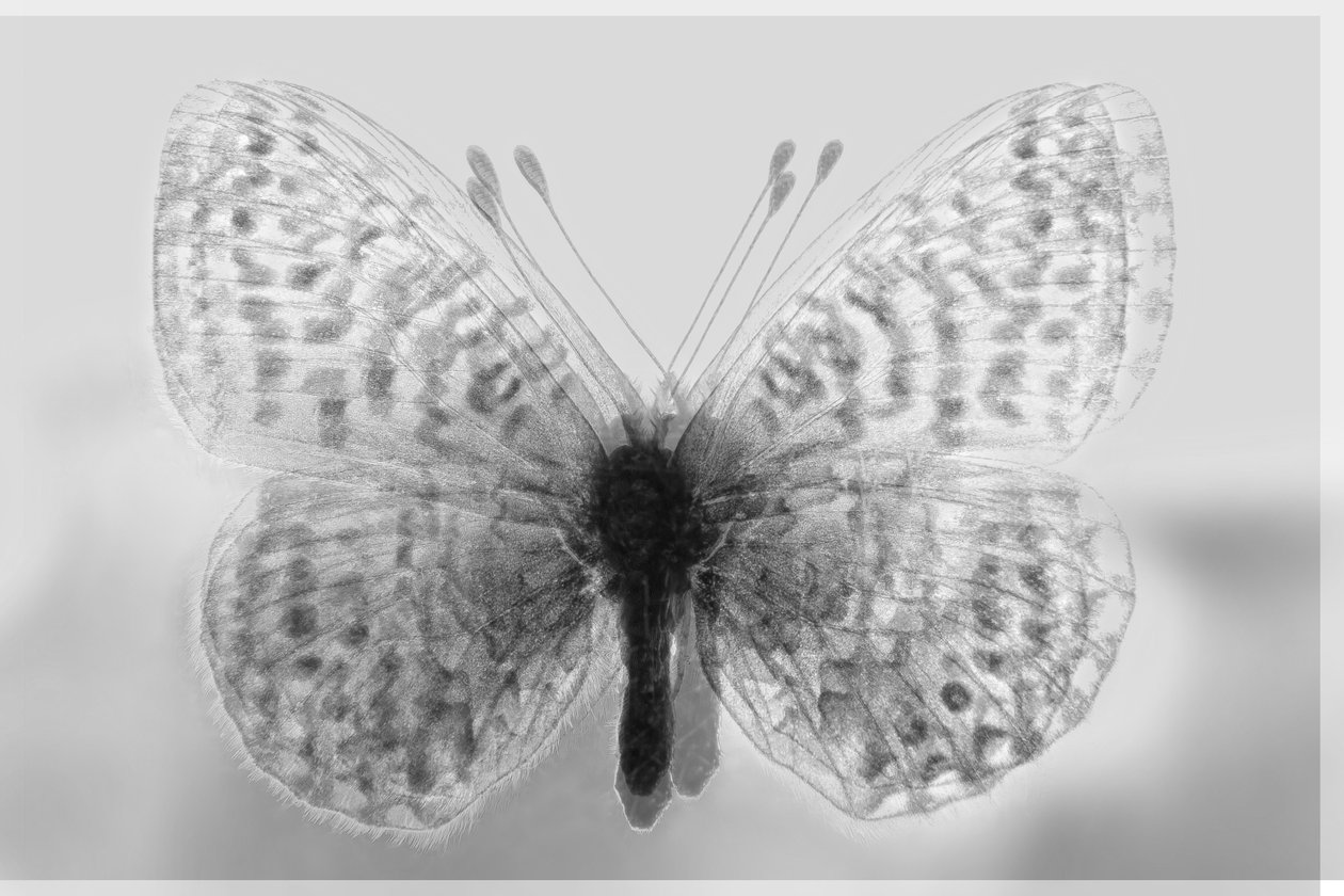 clarity butterfly,2019,(mixed media) de Alex Caminker