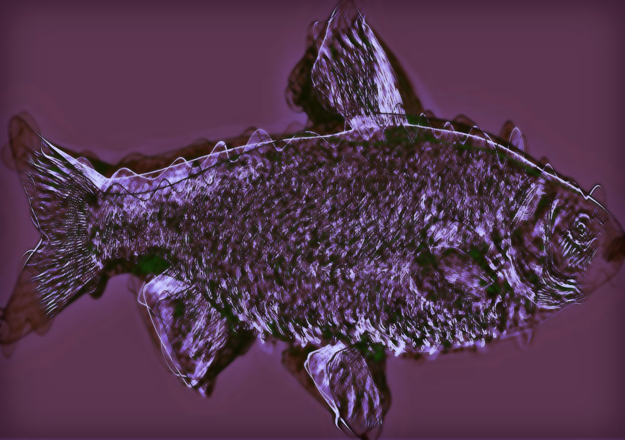 peixe, 2020, (mídia mista) de Alex Caminker