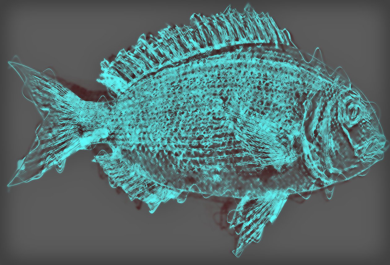peixe II,2020, (mídia mista) de Alex Caminker