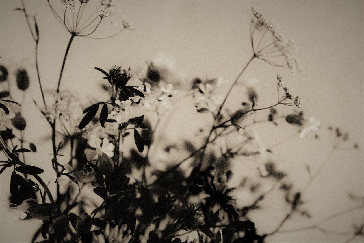 decorações naturais,2019,(fotografia) de Alex Caminker