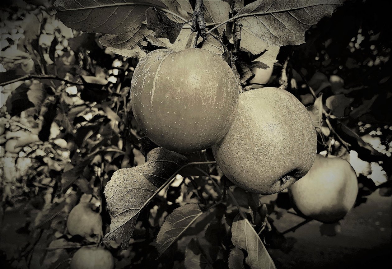 objetos naturais,2019,(fotografia) de Alex Caminker