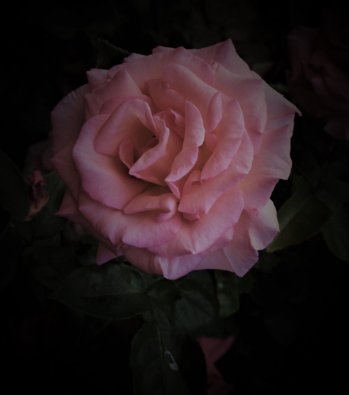 planeta rosa,2019,(fotografia) de Alex Caminker
