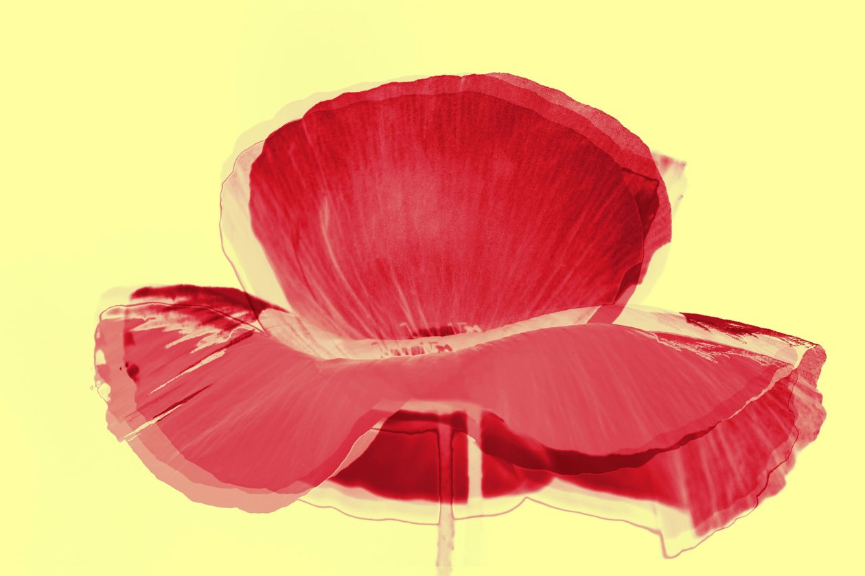 tulipa vermelha,2019,(mixed media) de Alex Caminker