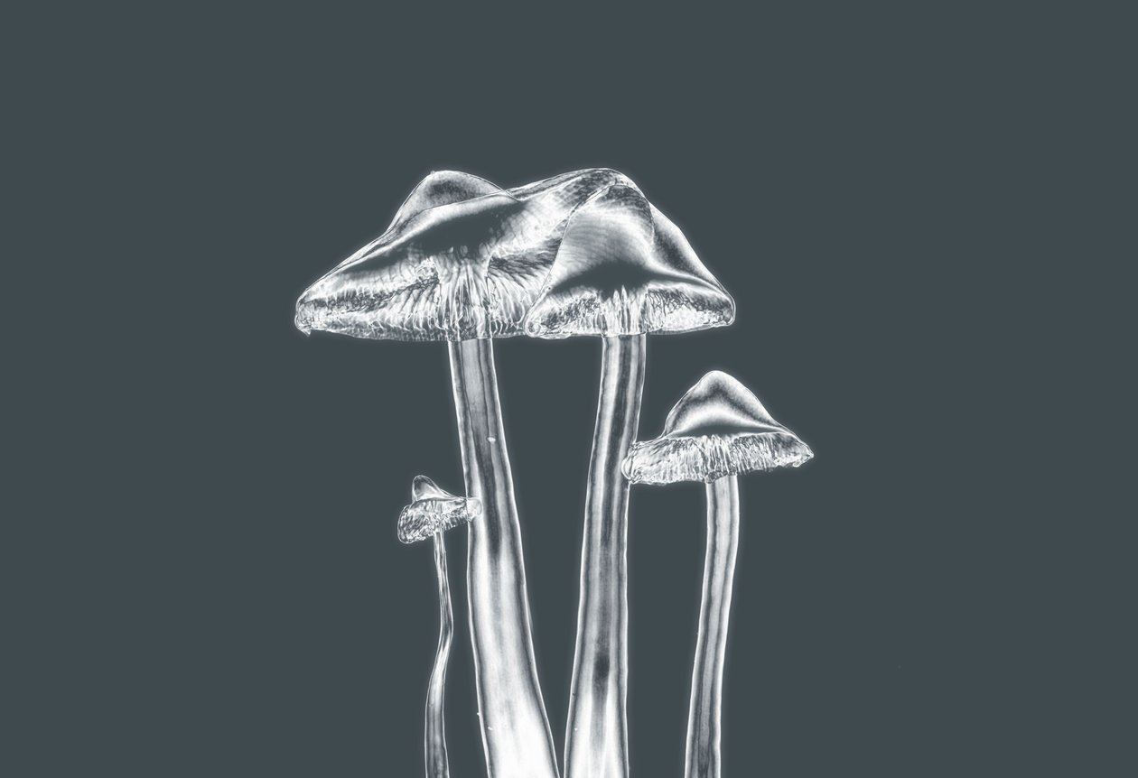 Silver Mashrooms,2019,(fotografia) de Alex Caminker