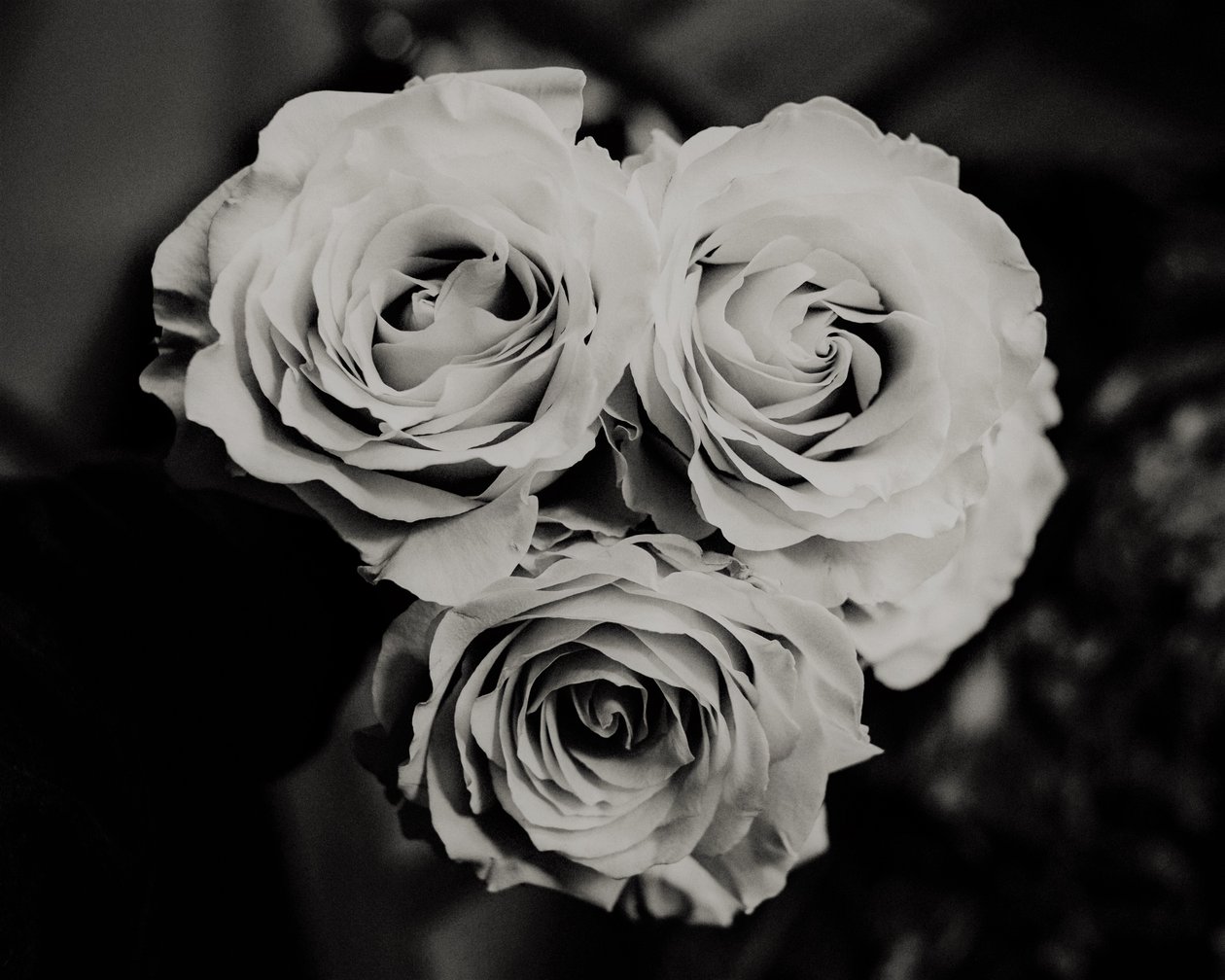 três rosas,2019,(fotografia) de Alex Caminker