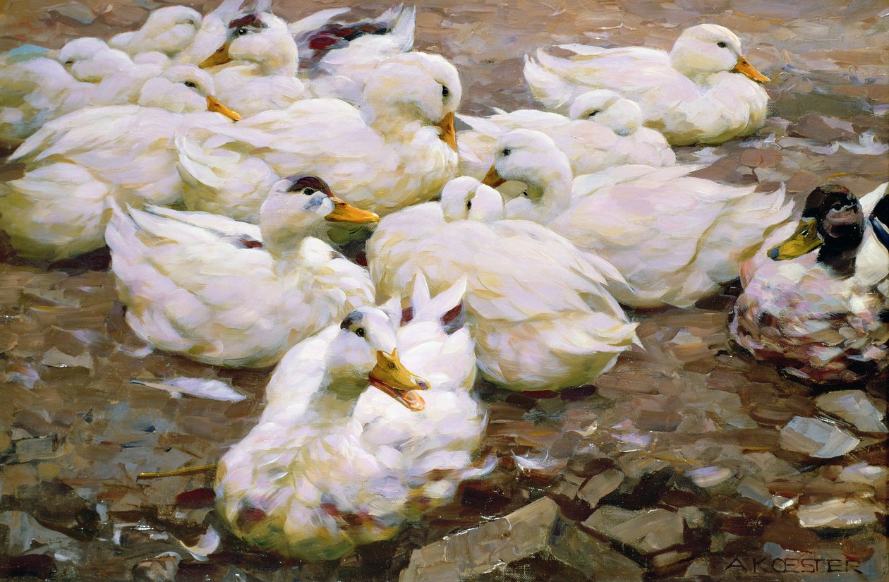 Patos em uma lagoa de Alexander Koester