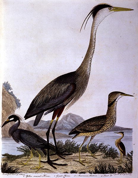 Garças, gravadas por I. G. Marnicke (gravura colorida) de Alexander (after) Wilson