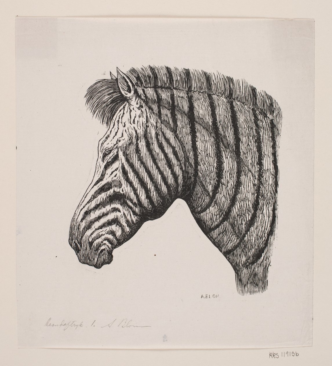 Cabeça de uma zebra de Alexander Blom