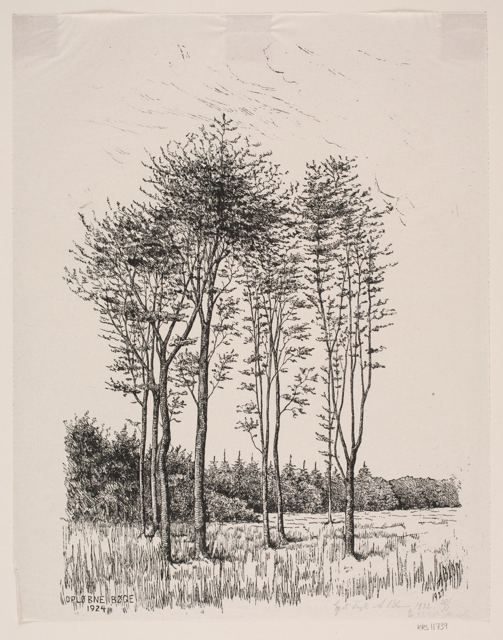 Árvores de faia brotadas de Alexander Blom