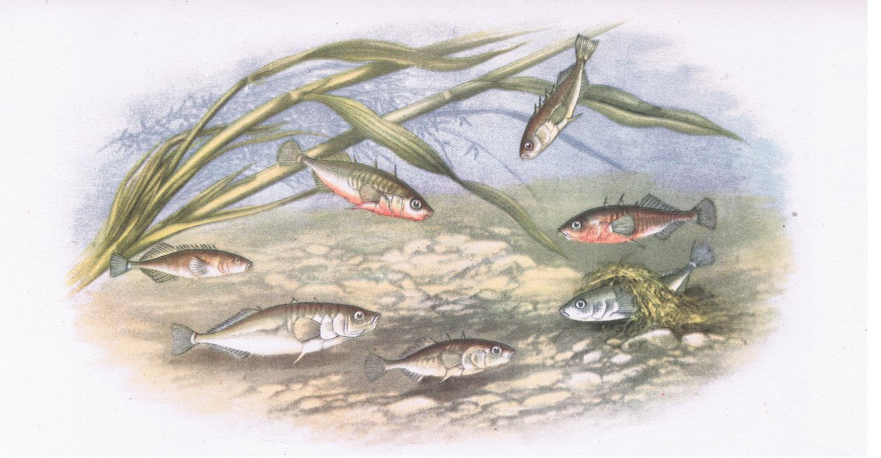 Sticklebacks, Nature in Britain publicado por Collins, 1946 de Alexander Francis after Lydon