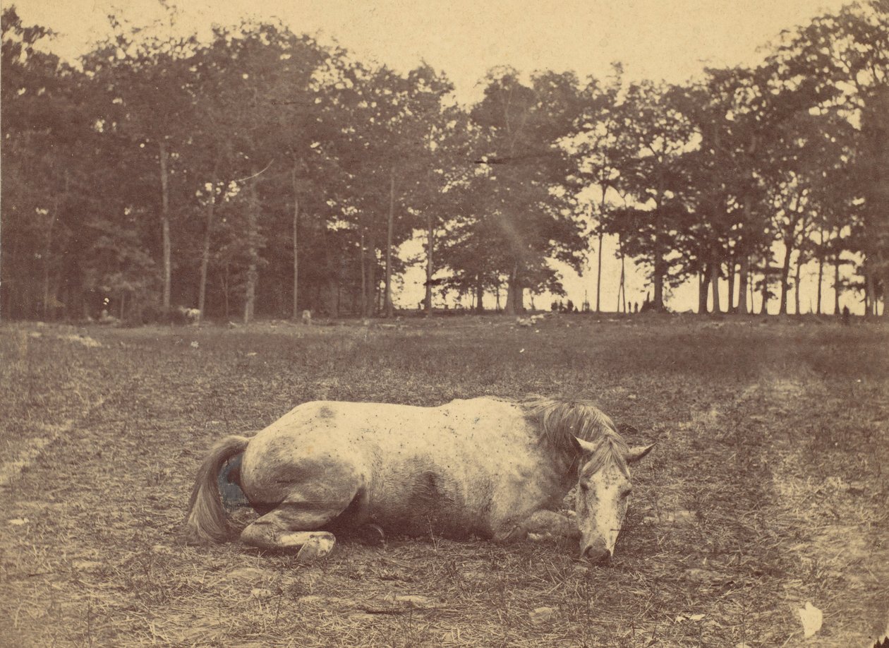 É esta morte - Campo de batalha de Antietam, setembro de 1862, 1862. de Alexander Gardner