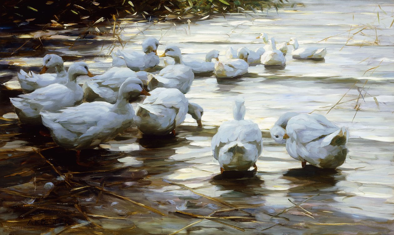 Patos em águas rasas junco; Patos em águas rasas com juncos de Alexander Koester