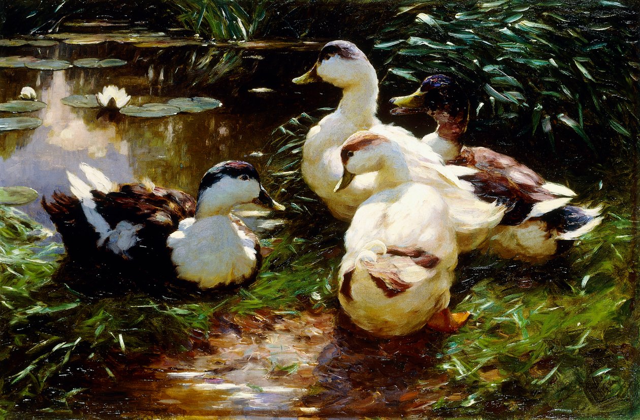 Patos na margem de um rio de Alexander Koester