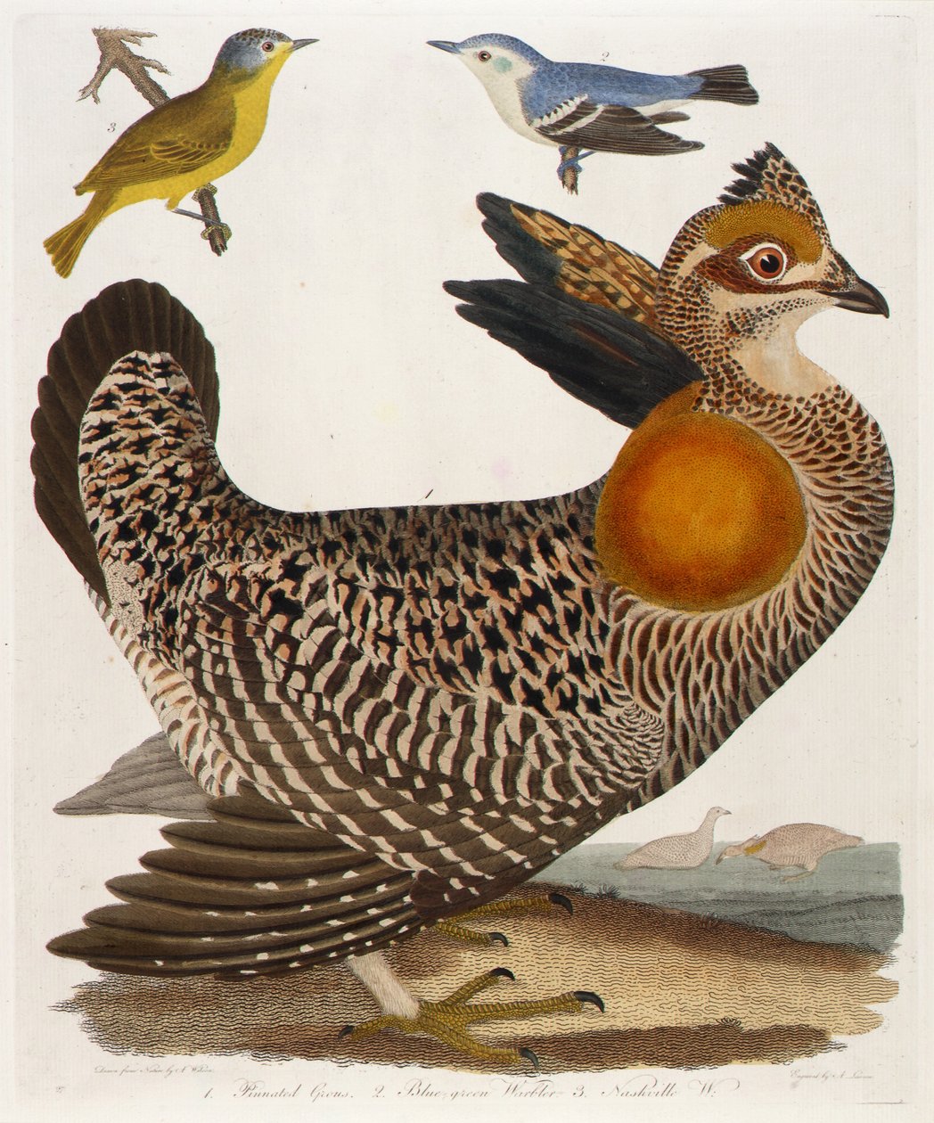1. Grous pinados. 2. Toutinegra-azul-verde. 3. Nashville W., do livro, American Ornithology de Alexander Lawson