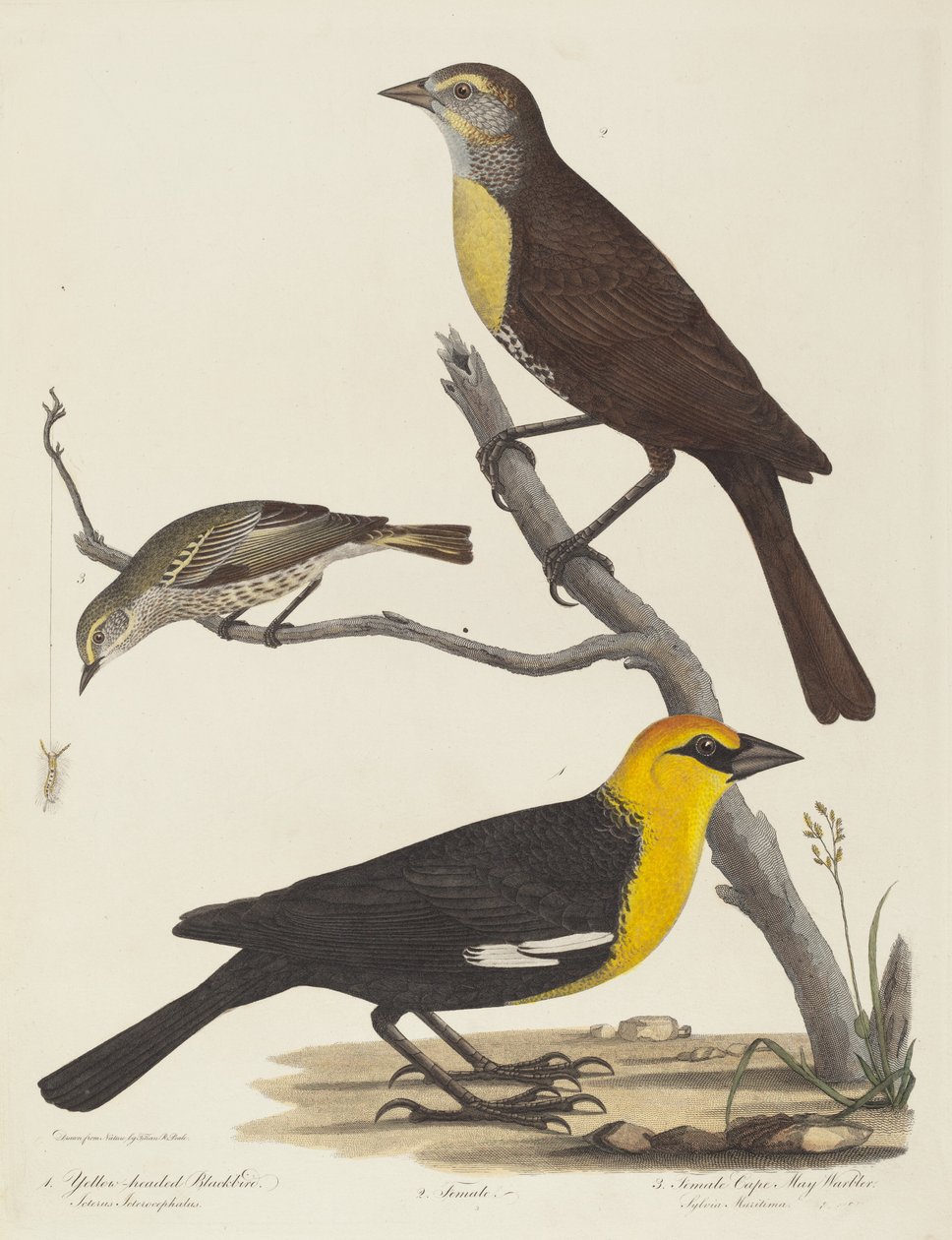 Melro-de-cabeça-amarela, Melro-Fêmea e Toutinegra-de-Maio-Fêmea. de Alexander Lawson