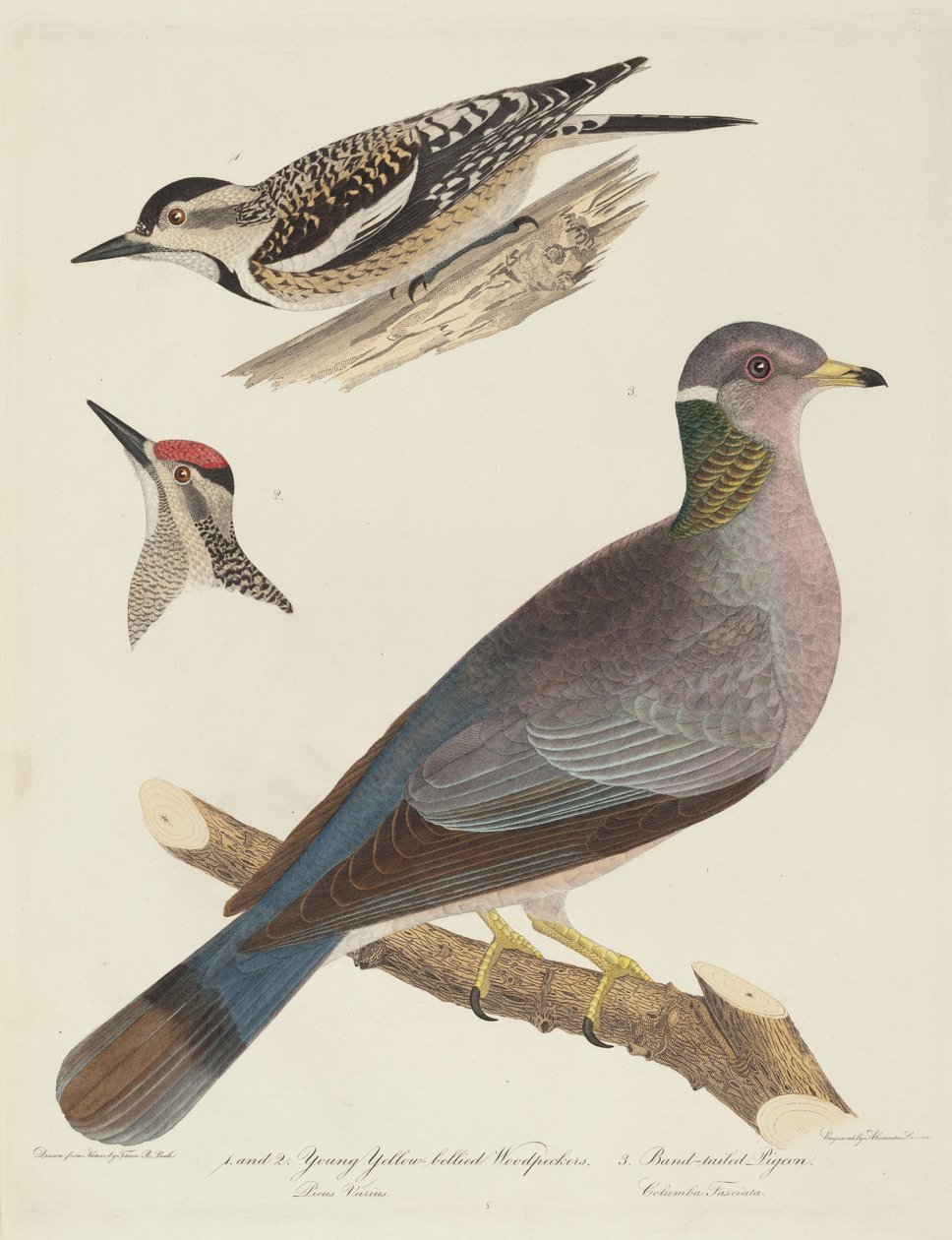 Pica-paus-de-barriga-amarela jovem e pombo-de-cauda-faixa. de Alexander Lawson