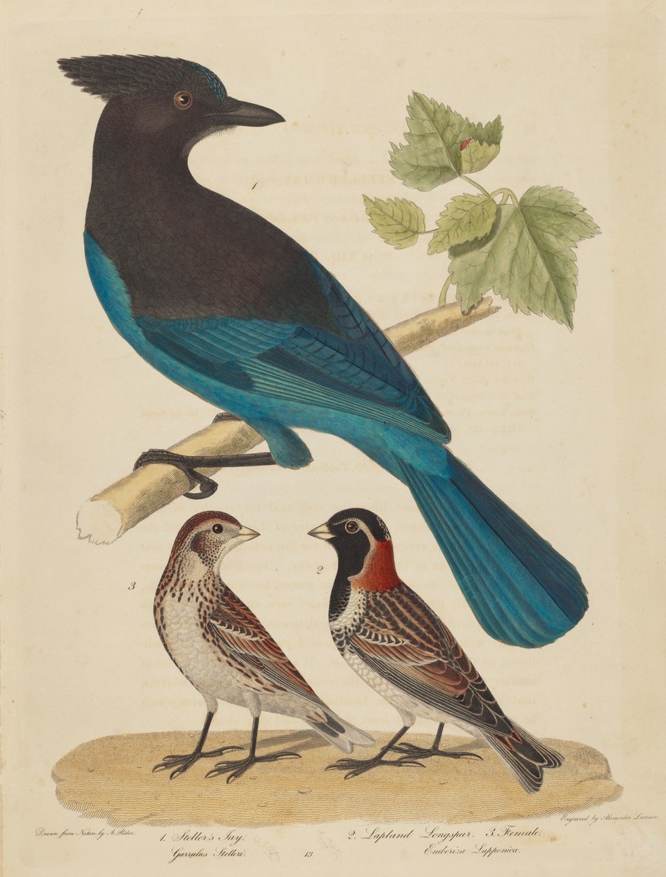 Jay de Steller, Lapland Longspur e Fêmea de Alexander Lawson after Alexander Rider