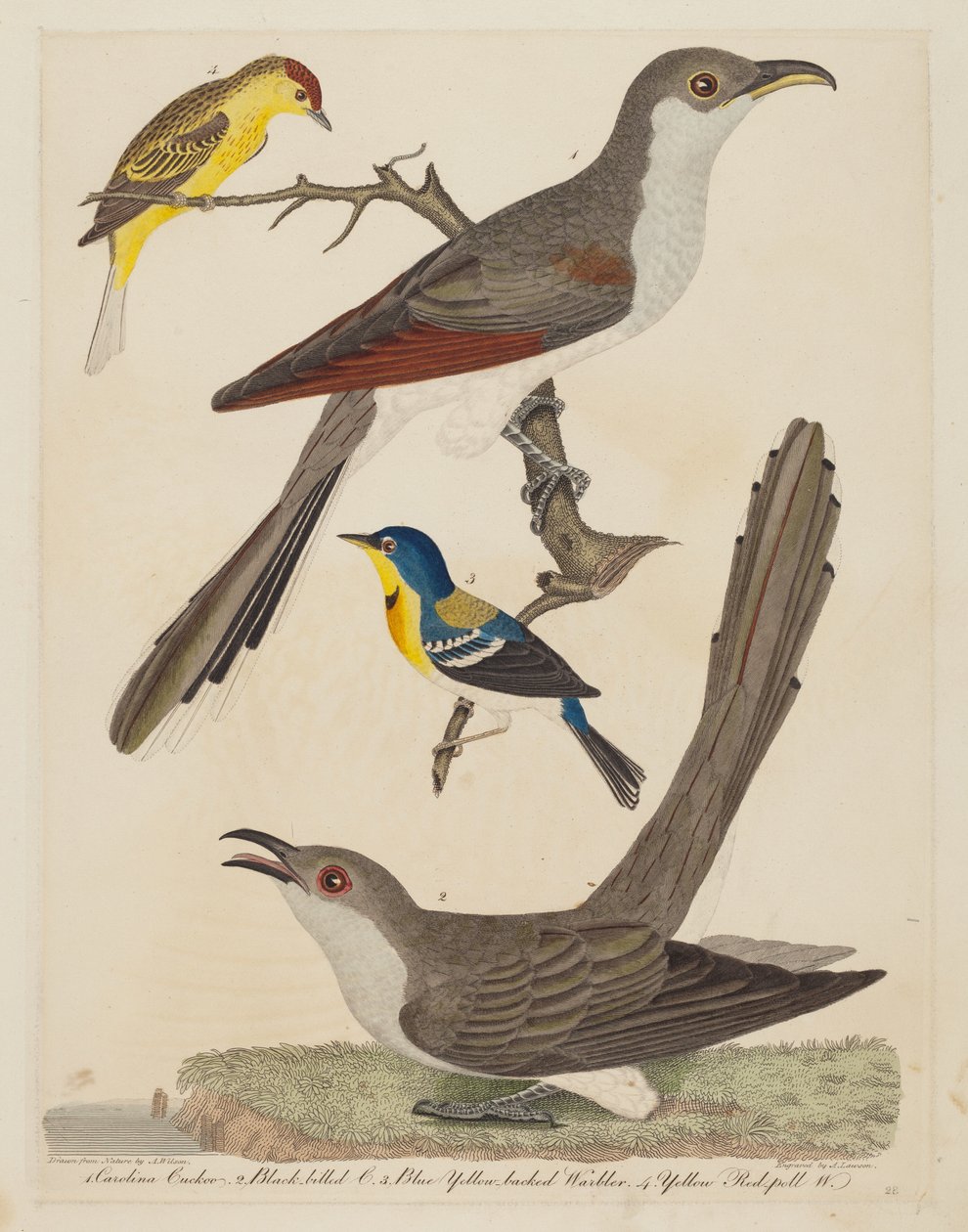 Cuco Carolina, Cuco-de-bico-preto, Toutinegra-de-costa-amarela-azul e Toutinegra-de-bico-vermelho-amarela de Alexander Lawson after Alexander Wilson