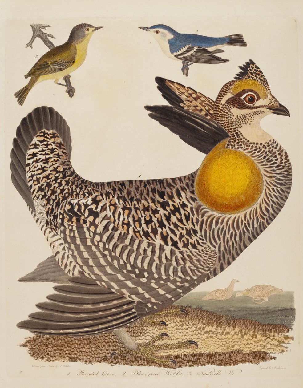 Pinnado Grous, Blue-green Warbler, e Nashville Warbler de Alexander Lawson after Alexander Wilson