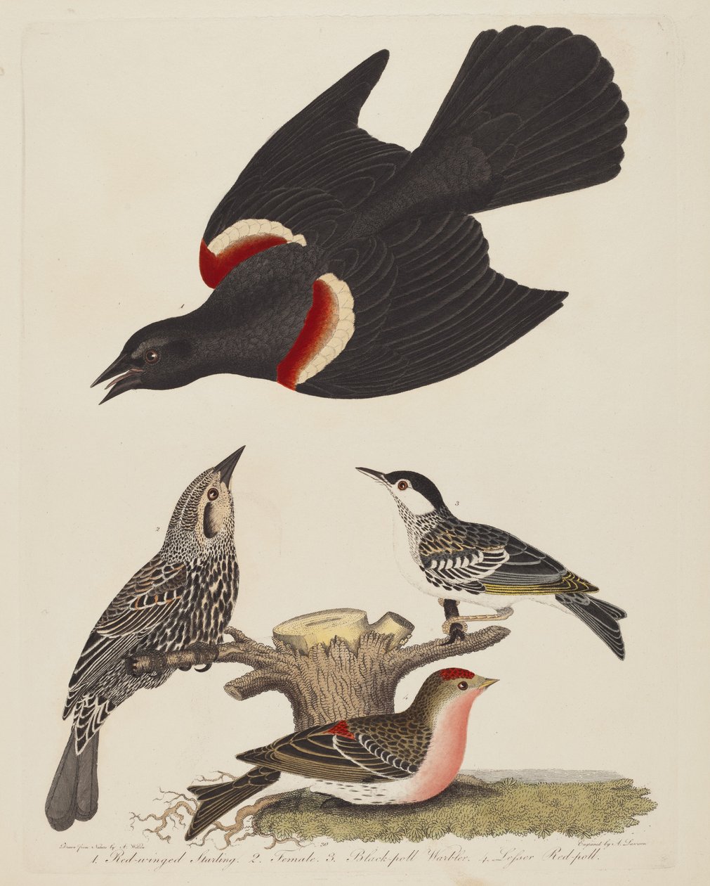 Estorninho-de-asa-vermelha, Estorninho-de-asa-vermelha fêmea, Toutinegra-de-asa-preta e Toutinegra-de-asa-vermelha de Alexander Lawson after Alexander Wilson