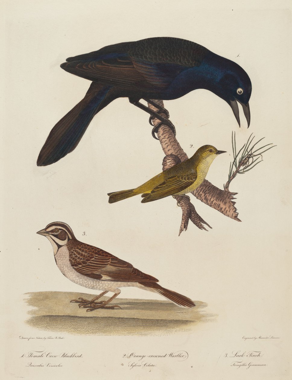Melro Corvo Fêmea, Toutinegra de Coroa Laranja, Lark Finch de Alexander Lawson after Titian Ramsay Peale