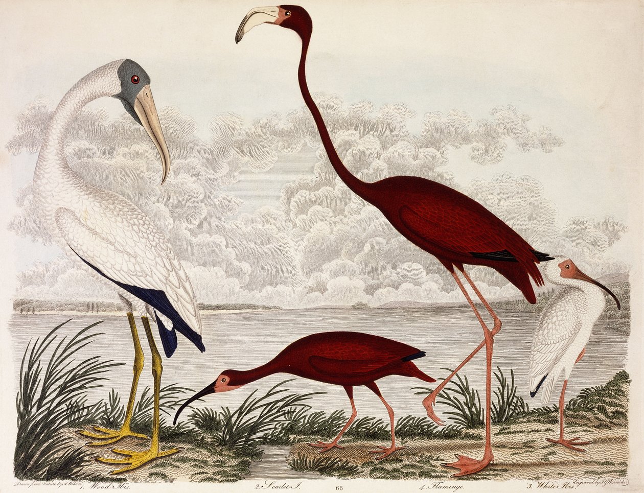 Íbis de madeira, flamingo escarlate, íbis brancos, c.1828-1829 de Alexander Wilson