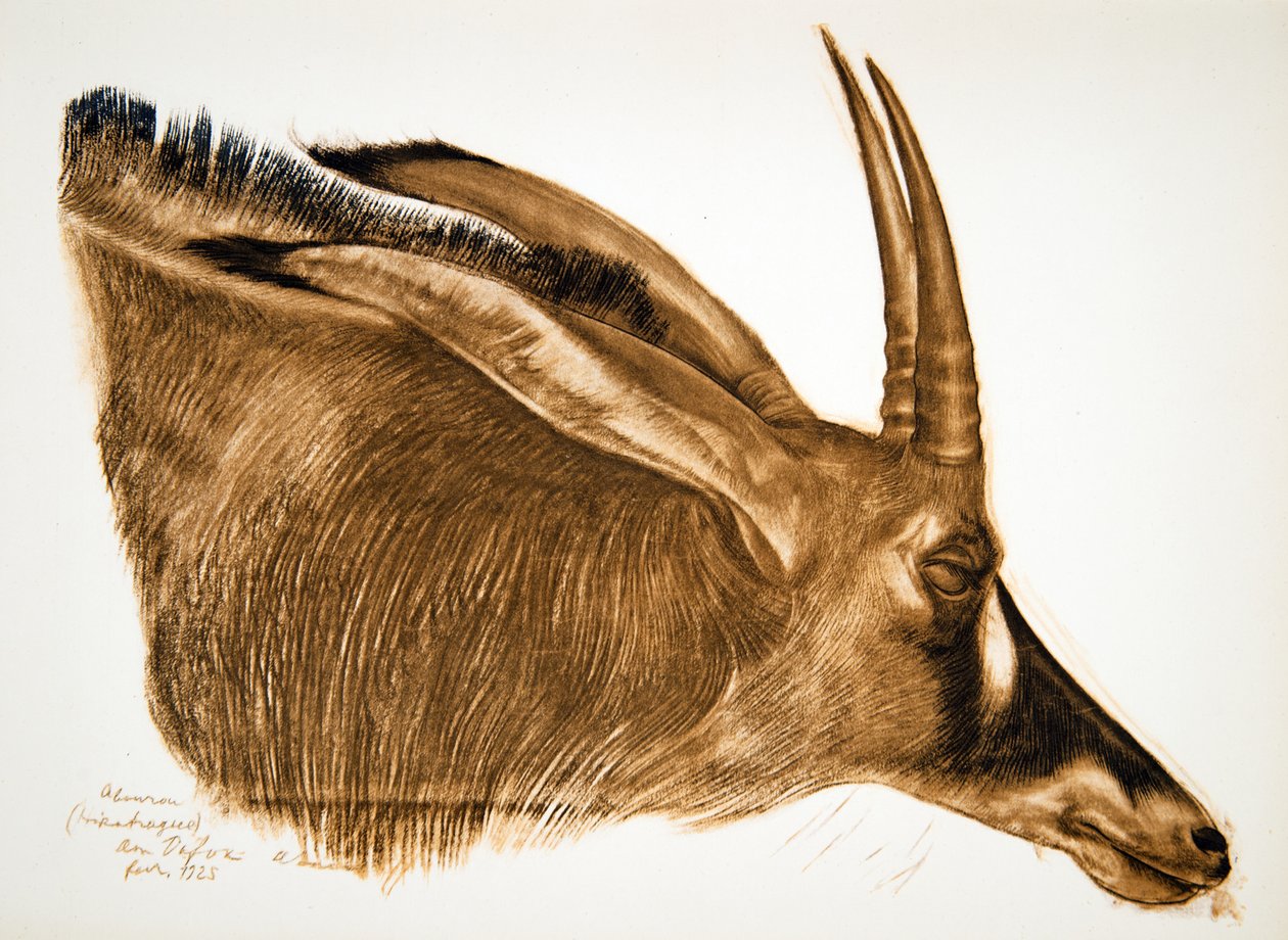 Antílope de Hippotrague (Am Dafok), de desenhos e pinturas africanos, executado durante a expedição do Citroen Centre Afrique, segunda missão de Haardt Audouin-Dubreuil, bar. Paris, 1927 de Alexander Yakovlev