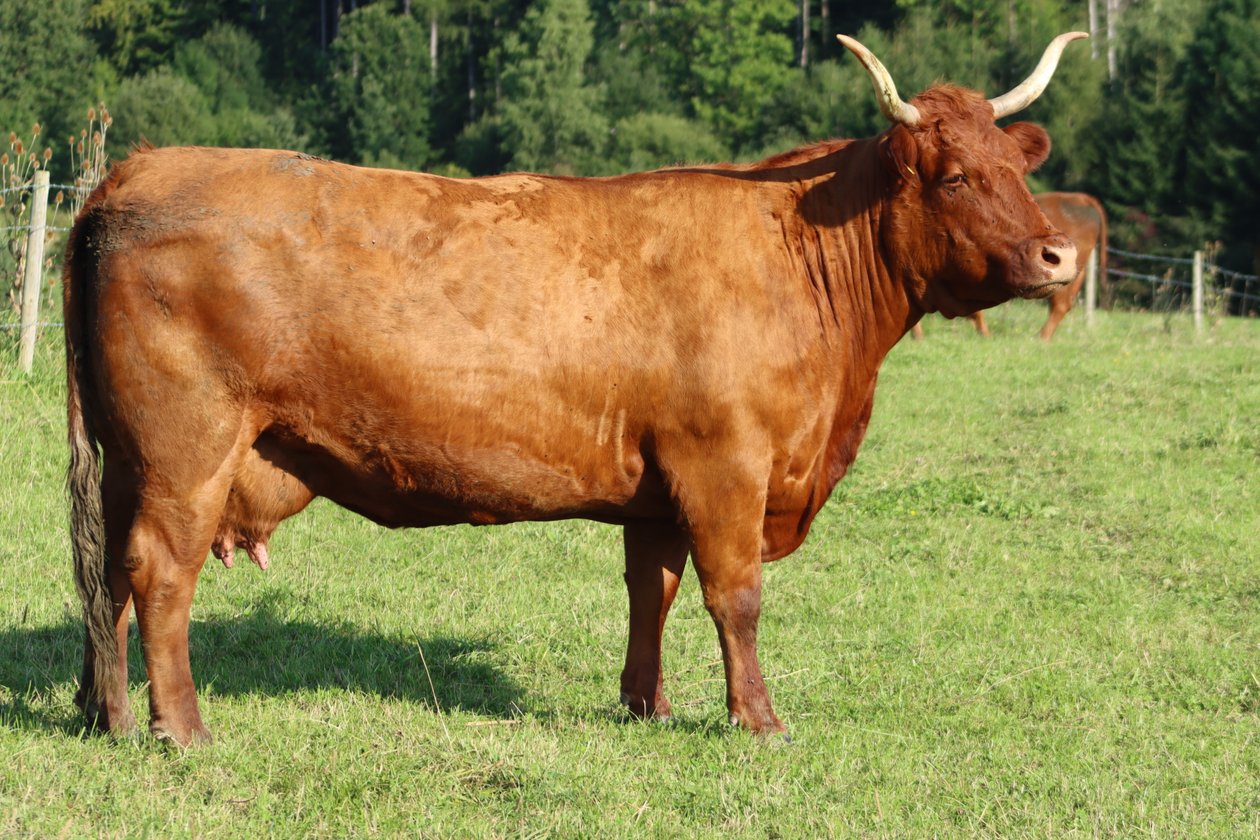 A vaca no pasto de Alexandra Joseph