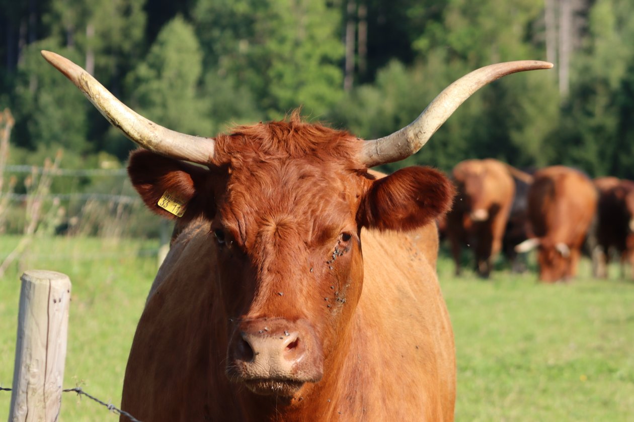 modelo animal de Alexandra Joseph