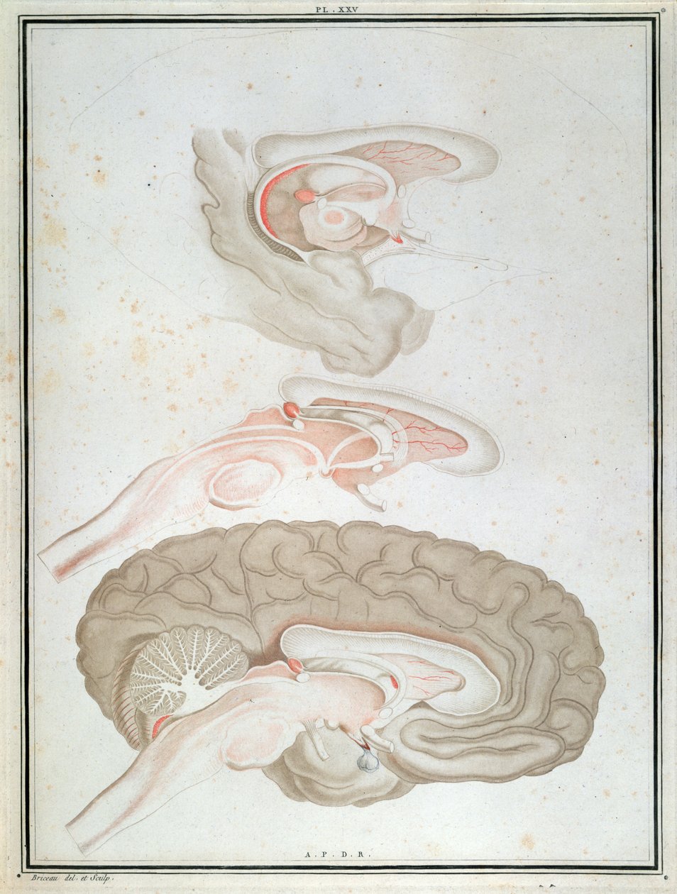 Corte Transversal do Cérebro, de &39;Traité d&39;Anatomie et de Physiologie&39; de Felix Vicq d&39;Azyr (1748-94) 1786 de Alexandre Briceau