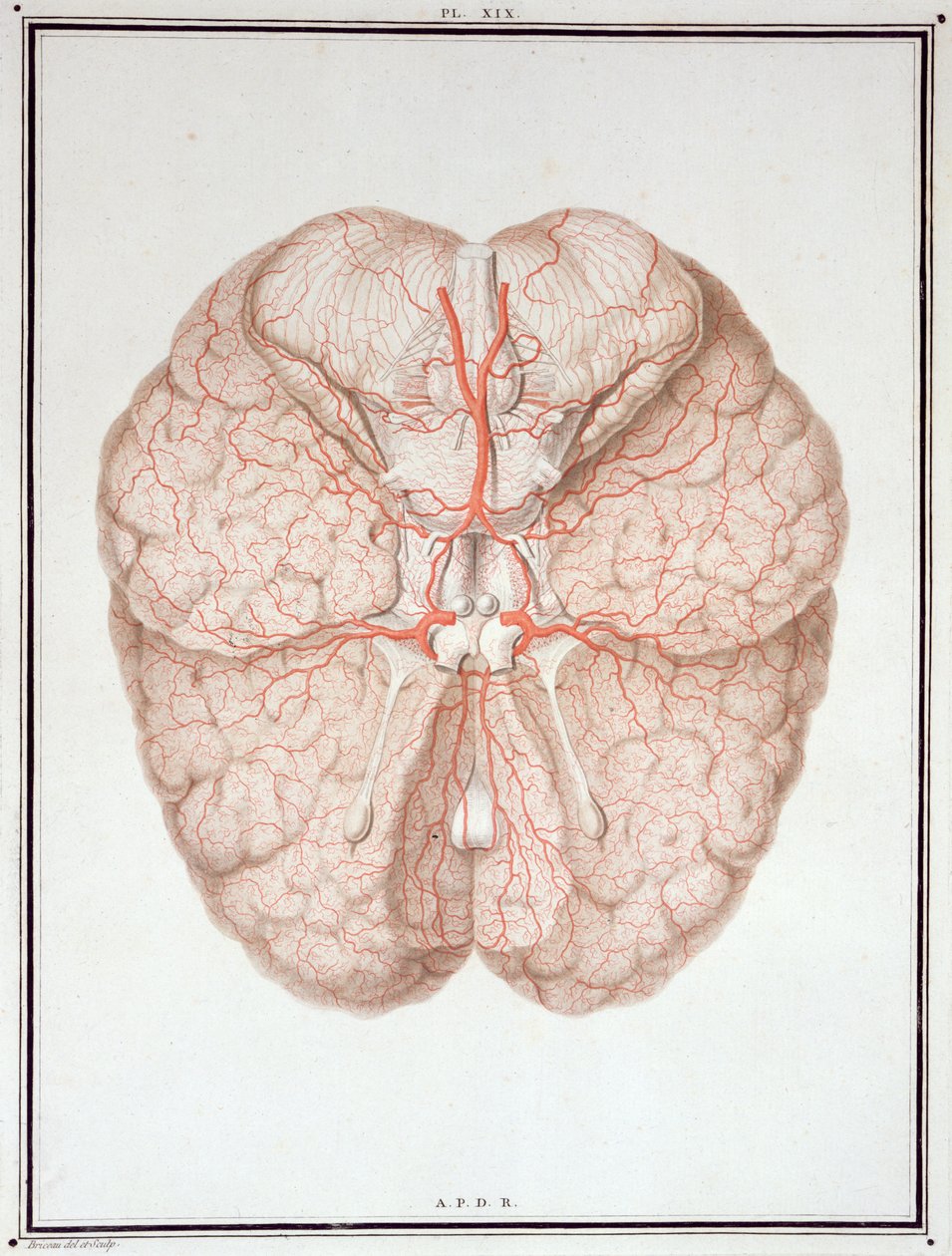 O Cérebro, de &39;Tratado da Anatomia do Cérebro&39; de Felix Vicq d&39;Azyr (1748-94) 1786 de Alexandre Briceau