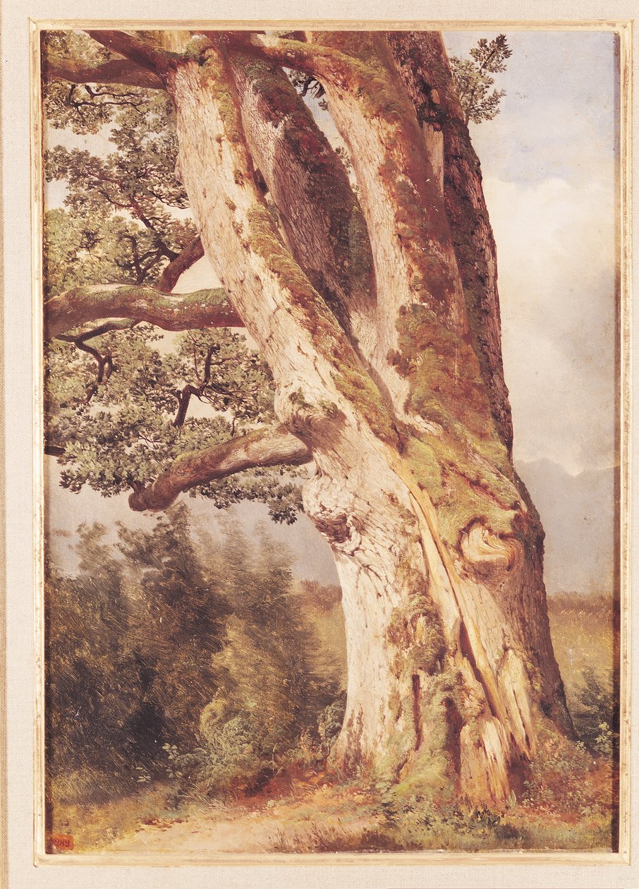 O carvalho de Alexandre Calame
