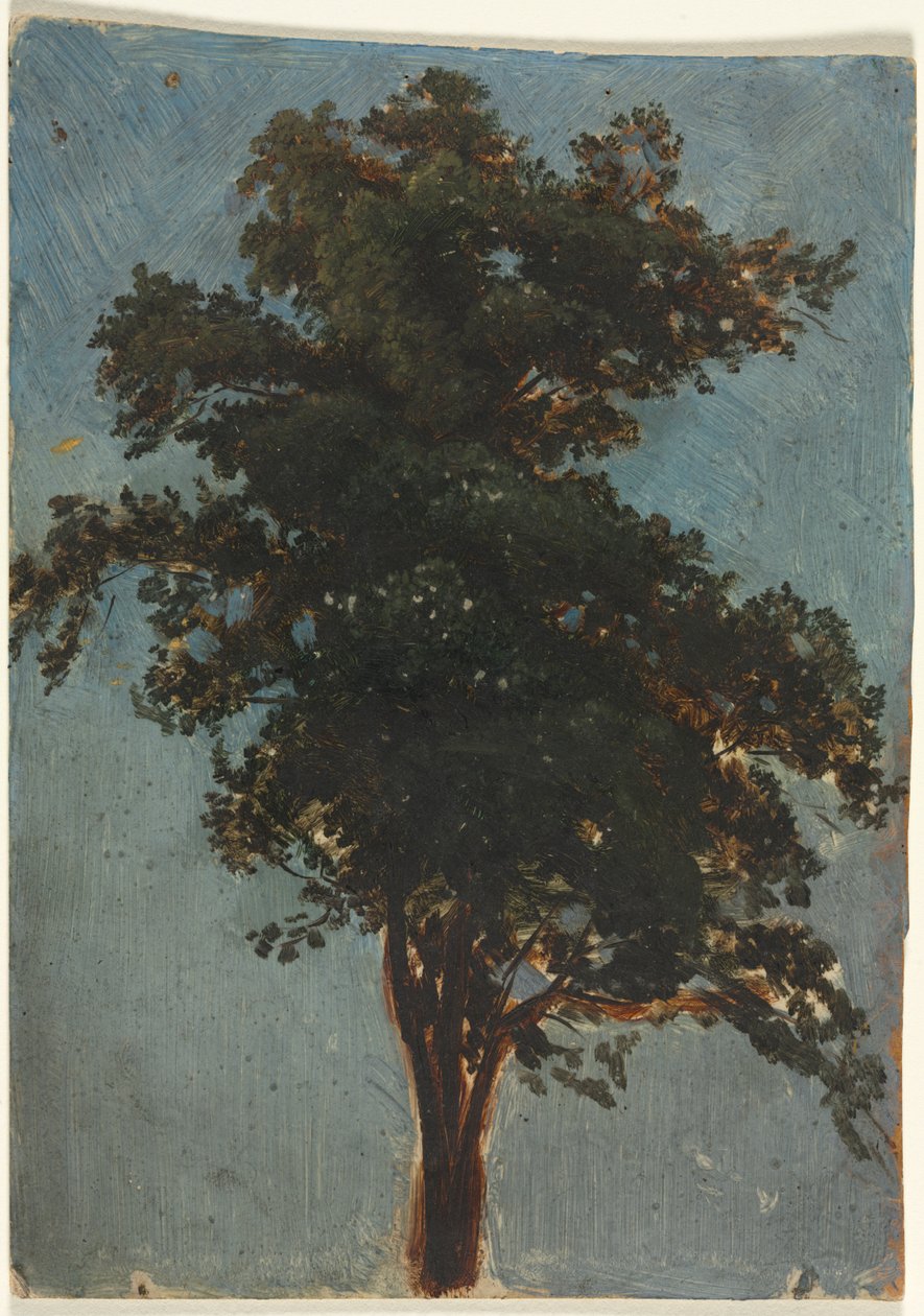 Estudo sobre árvores de Alexandre Calame