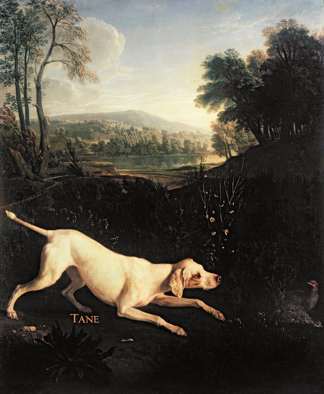 O cão de Louis XIV, Tane de Alexandre Francois Desportes