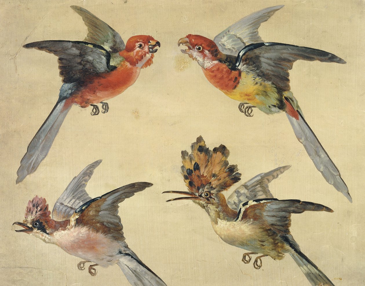 Estudo de pássaros: dois papagaios, um poupa e um gaio; Estudos sobre Aves: Dois Papagaios, um Hoopoe e um Jay, de Alexandre Francois Desportes